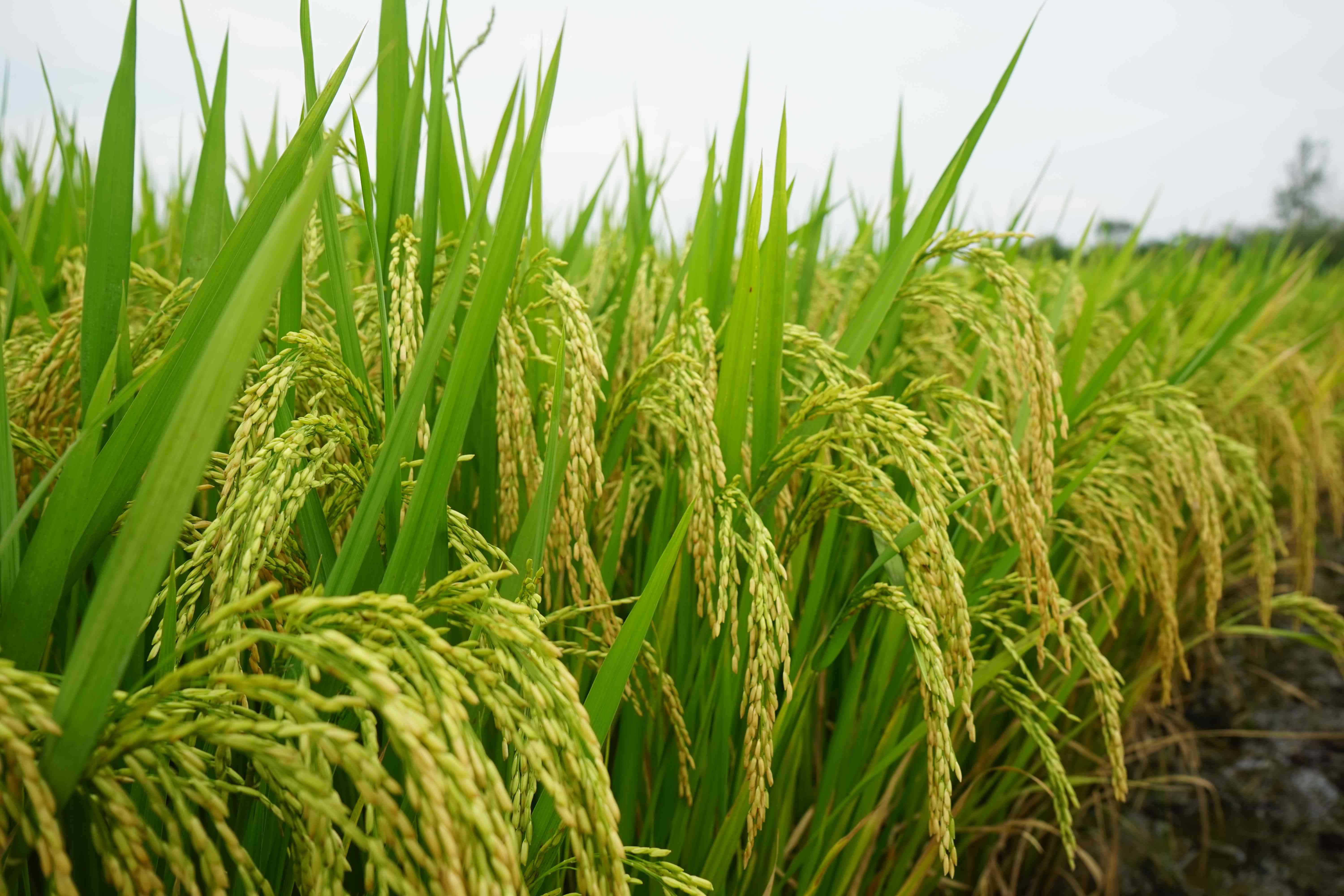 9、Q两优1606(1).jpg 9、Q两优1606(1).jpg