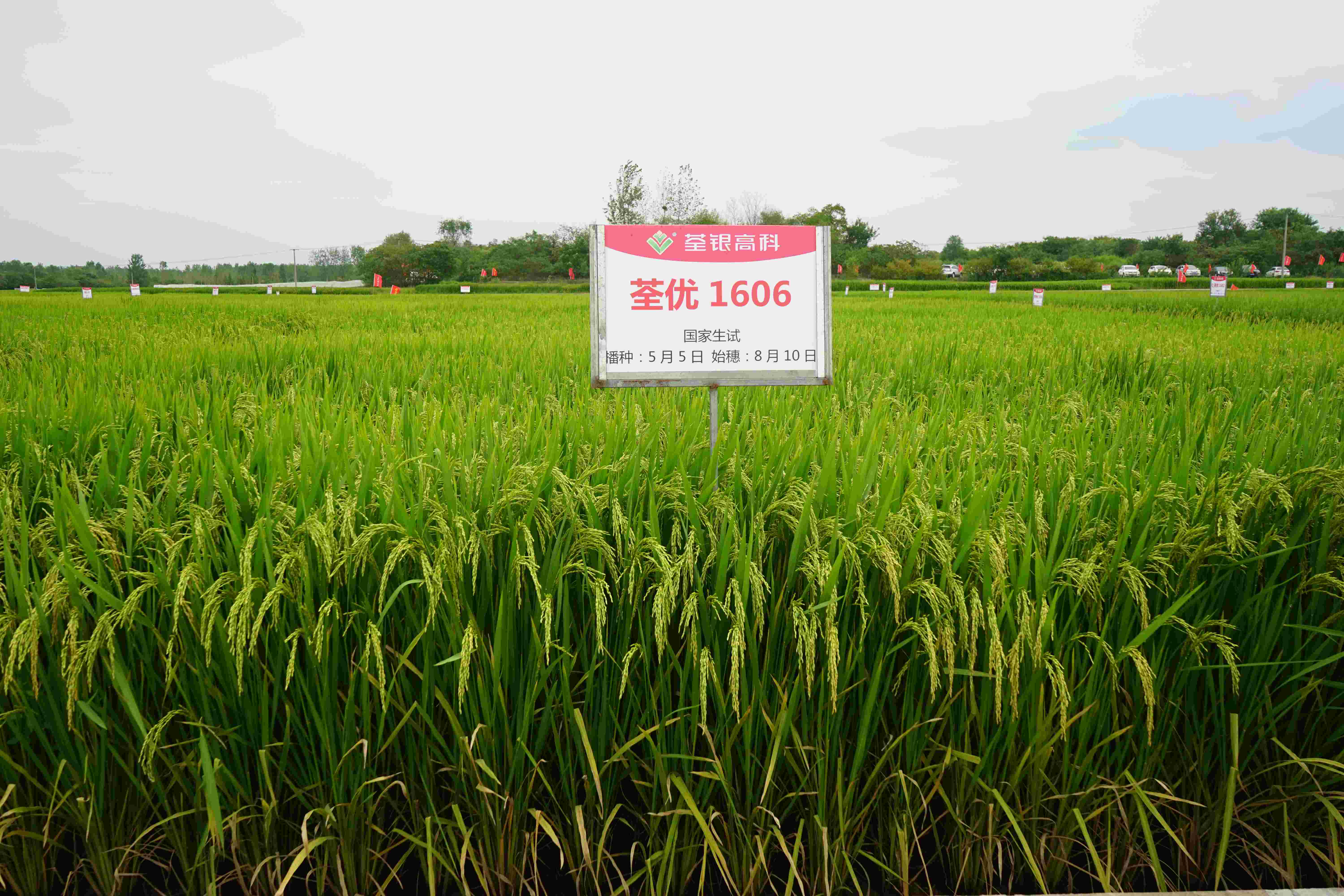 7、荃优1606(1).jpg 7、荃优1606(1).jpg