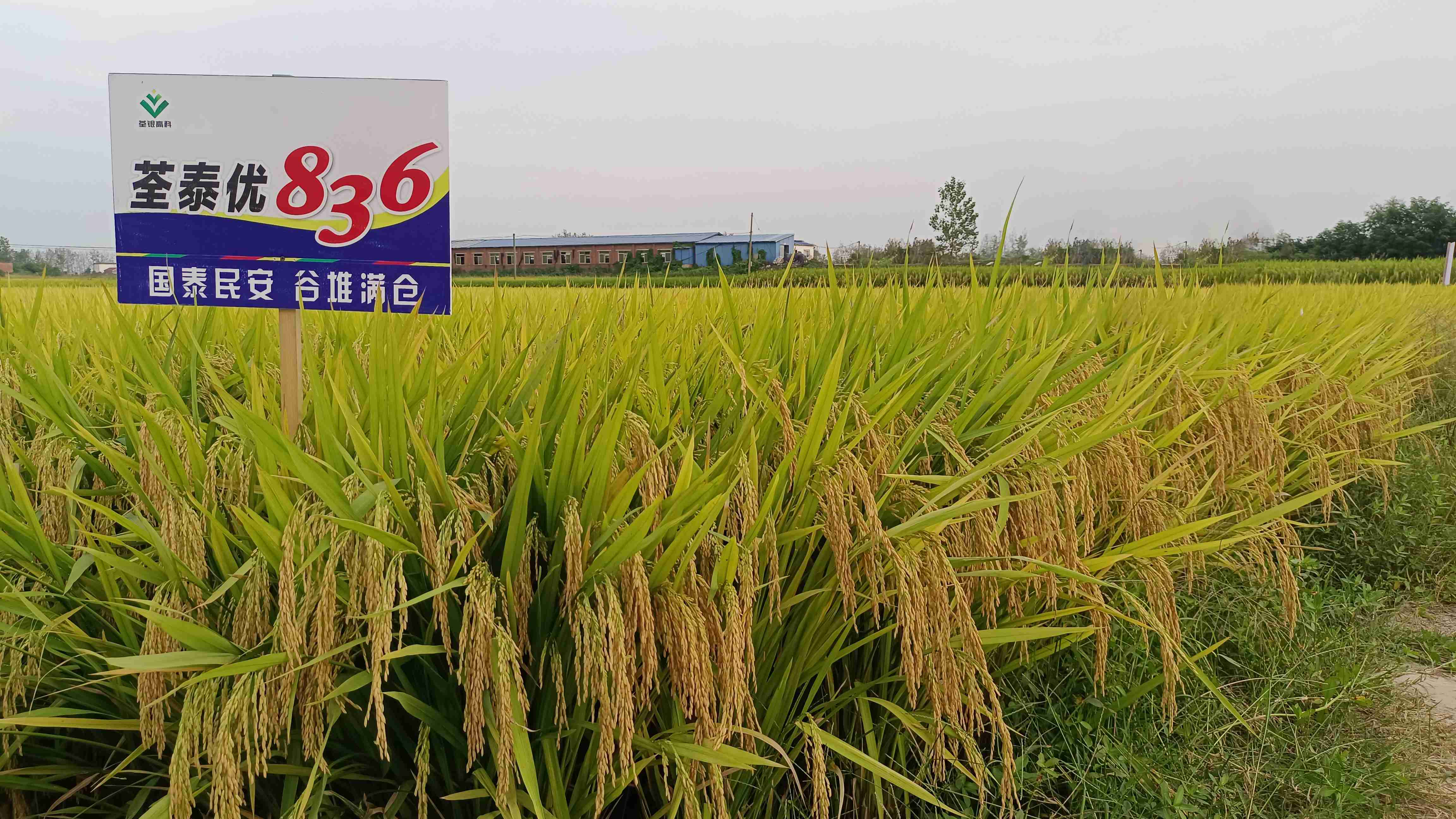 荃泰优836-1.jpg 荃泰优836-1.jpg