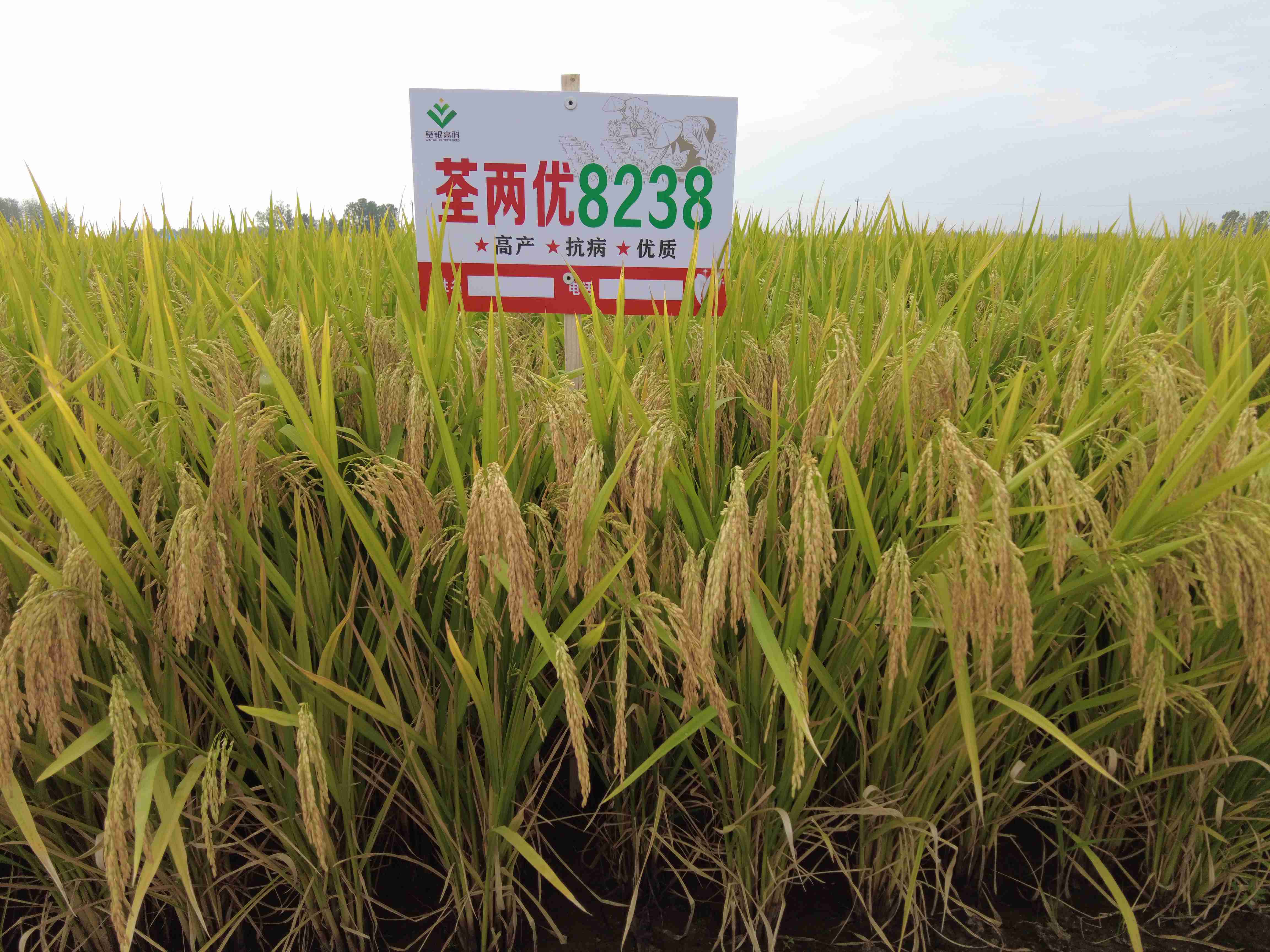 荃两优8238-1.jpg 荃两优8238-1.jpg