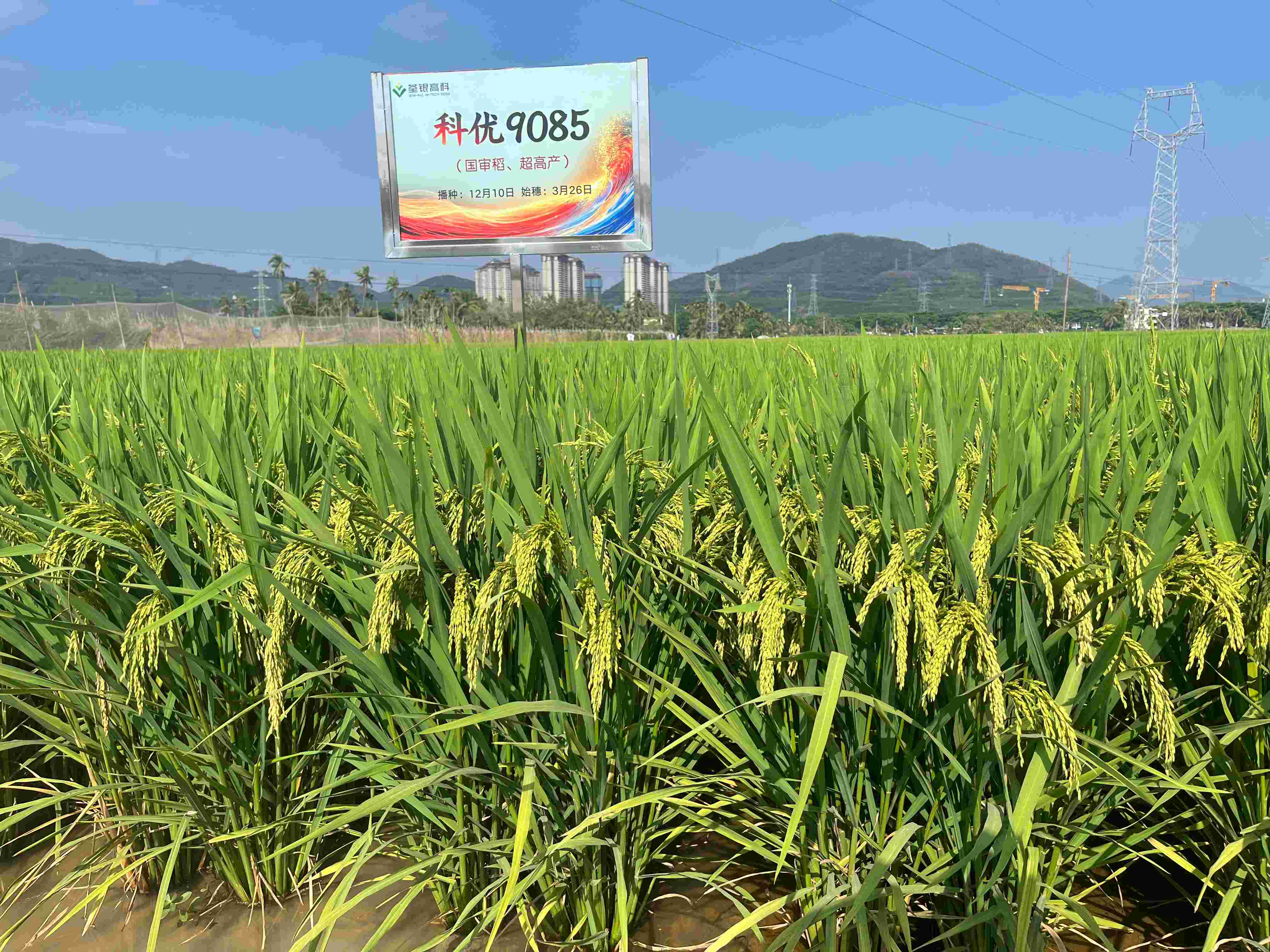 科优9085 (2).jpg 科优9085 (2).jpg