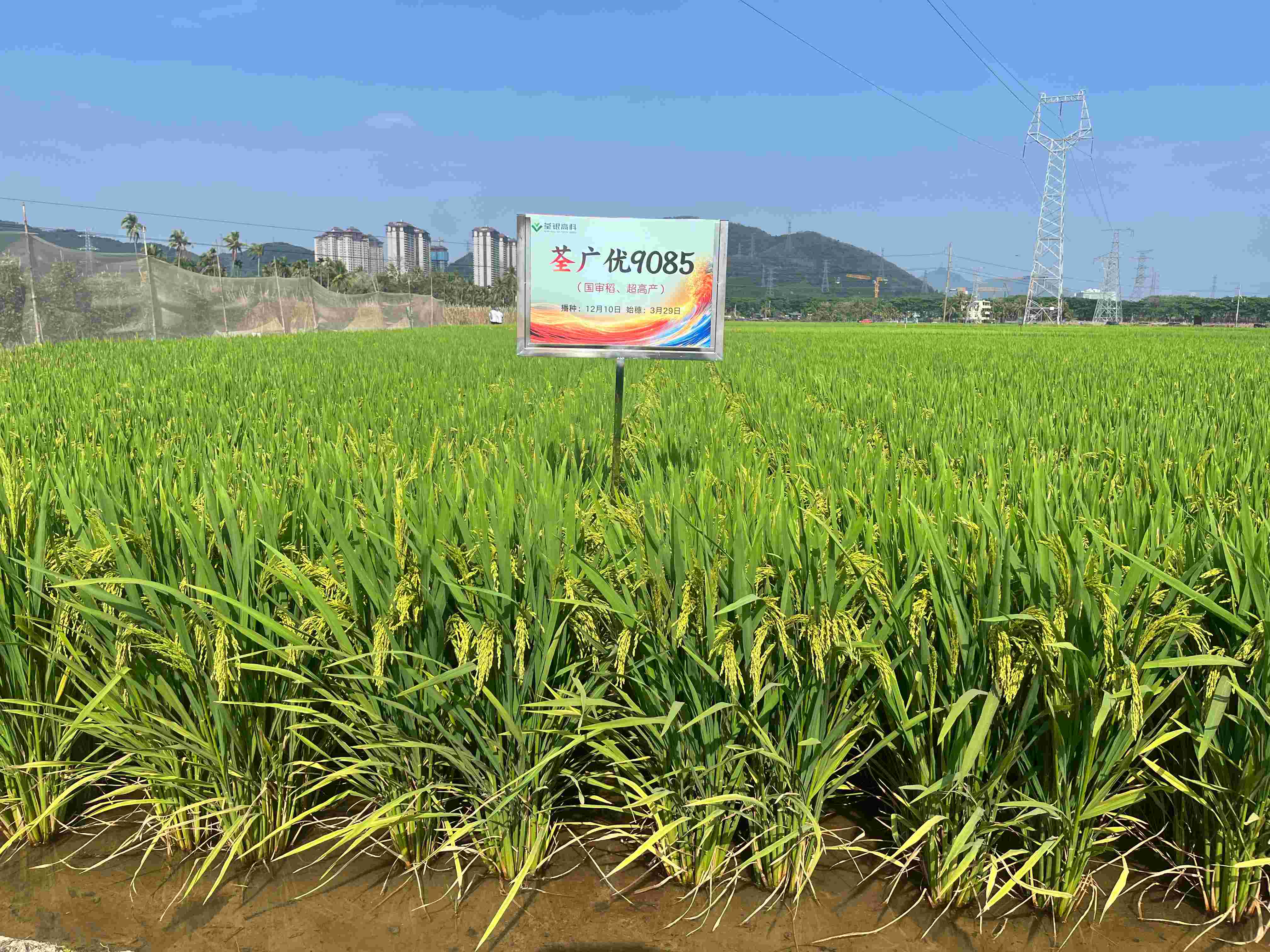 荃广优9085 (2).jpg